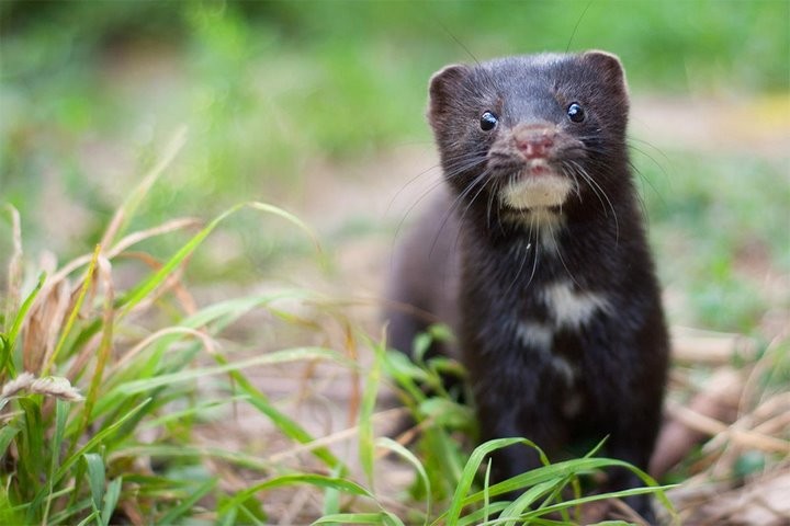 Что они здесь забыли? Самые недружелюбные животные, оказавшиеся в Беларуси