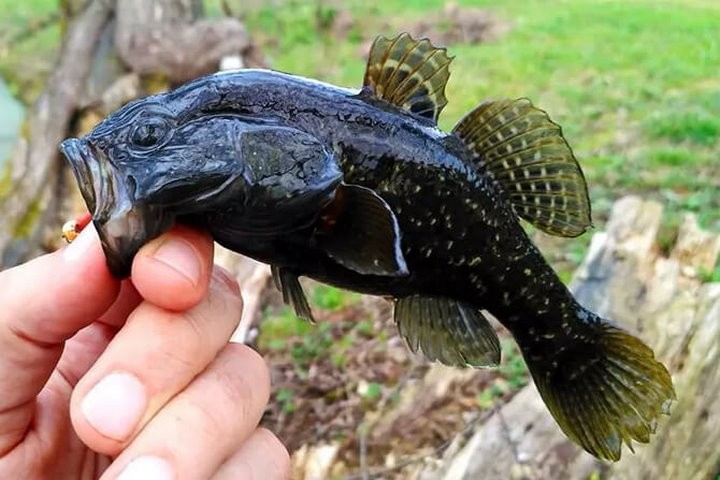 Что они здесь забыли? Самые недружелюбные животные, оказавшиеся в Беларуси