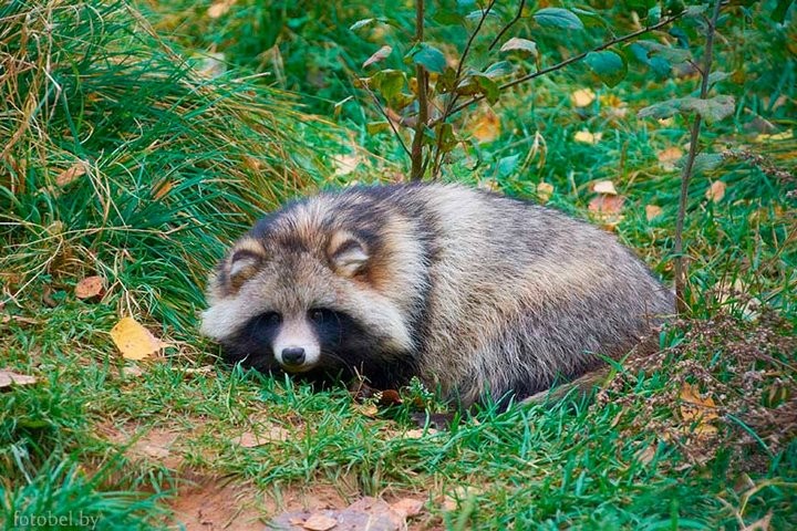 Что они здесь забыли? Самые недружелюбные животные, оказавшиеся в Беларуси
