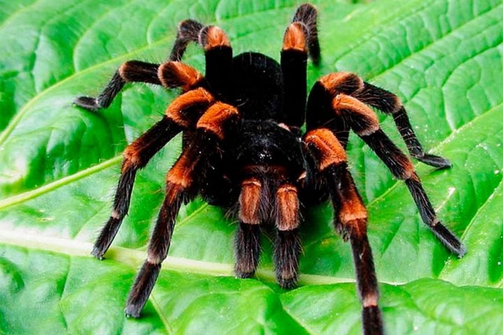 Что они здесь забыли? Самые недружелюбные животные, оказавшиеся в Беларуси