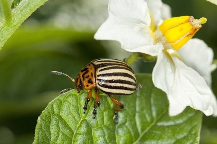 Что они здесь забыли? Самые недружелюбные животные, оказавшиеся в Беларуси