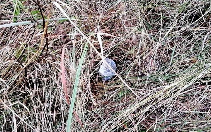 Служебная собака помогла милиционерам обнаружить наркозакладку в лесопарке Пинска