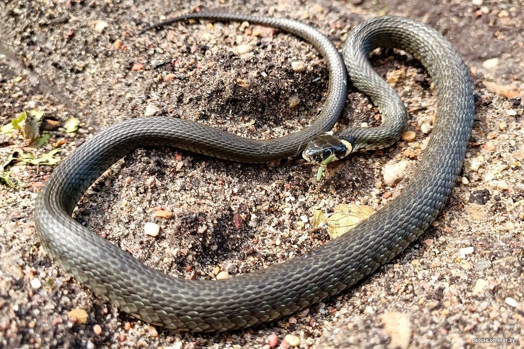 Гадюки действительно убивают? Истории реальных белорусов, которых кусала змея