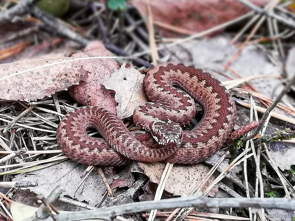 Гадюки действительно убивают? Истории реальных белорусов, которых кусала змея