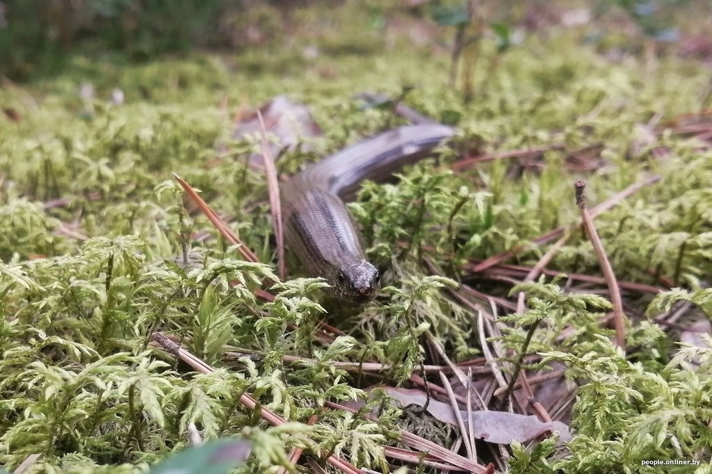 Гадюки действительно убивают? Истории реальных белорусов, которых кусала змея