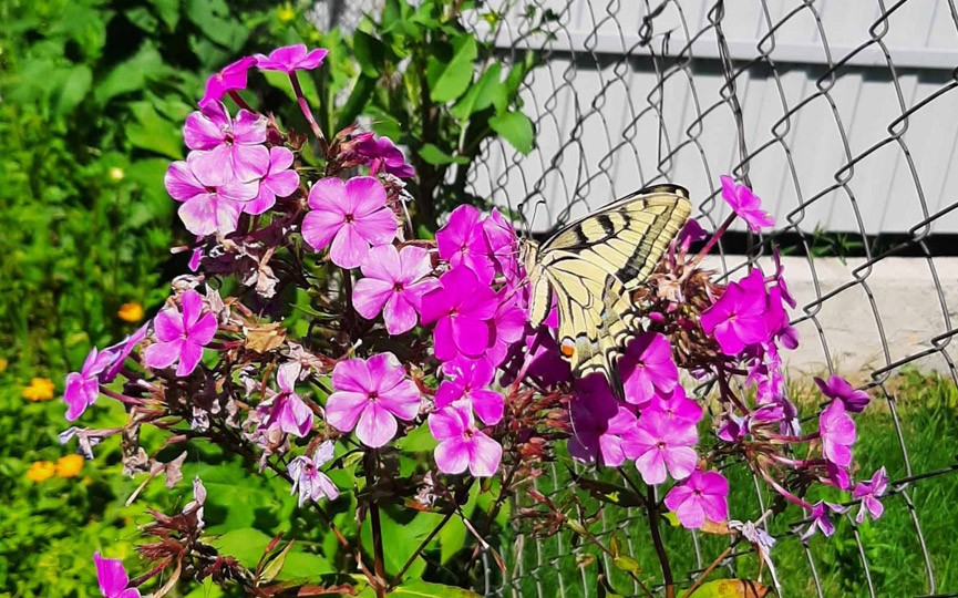 Редкую бабочку встретила жительница Брестской области на своем участке