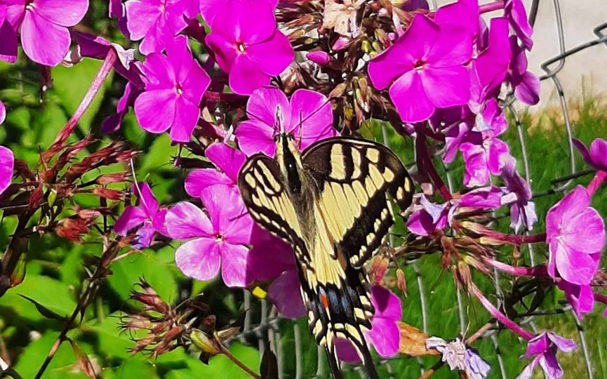Редкую бабочку встретила жительница Брестской области на своем участке