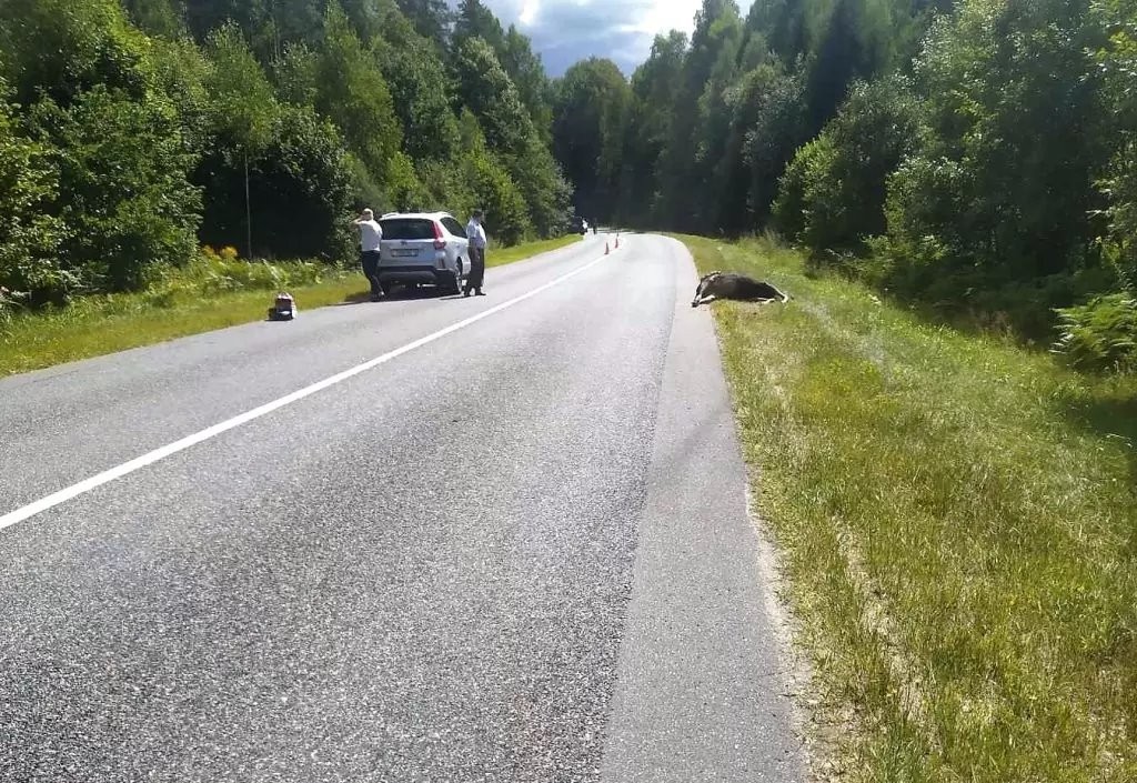 В Беларуси «Опель» сбил насмерть лося – пострадали водитель и пассажирка