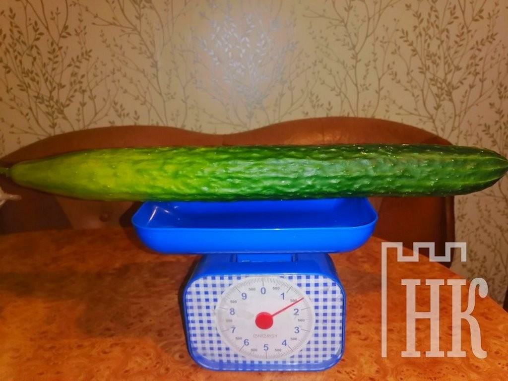 Огурец-гигант вырос в Каменецком районе