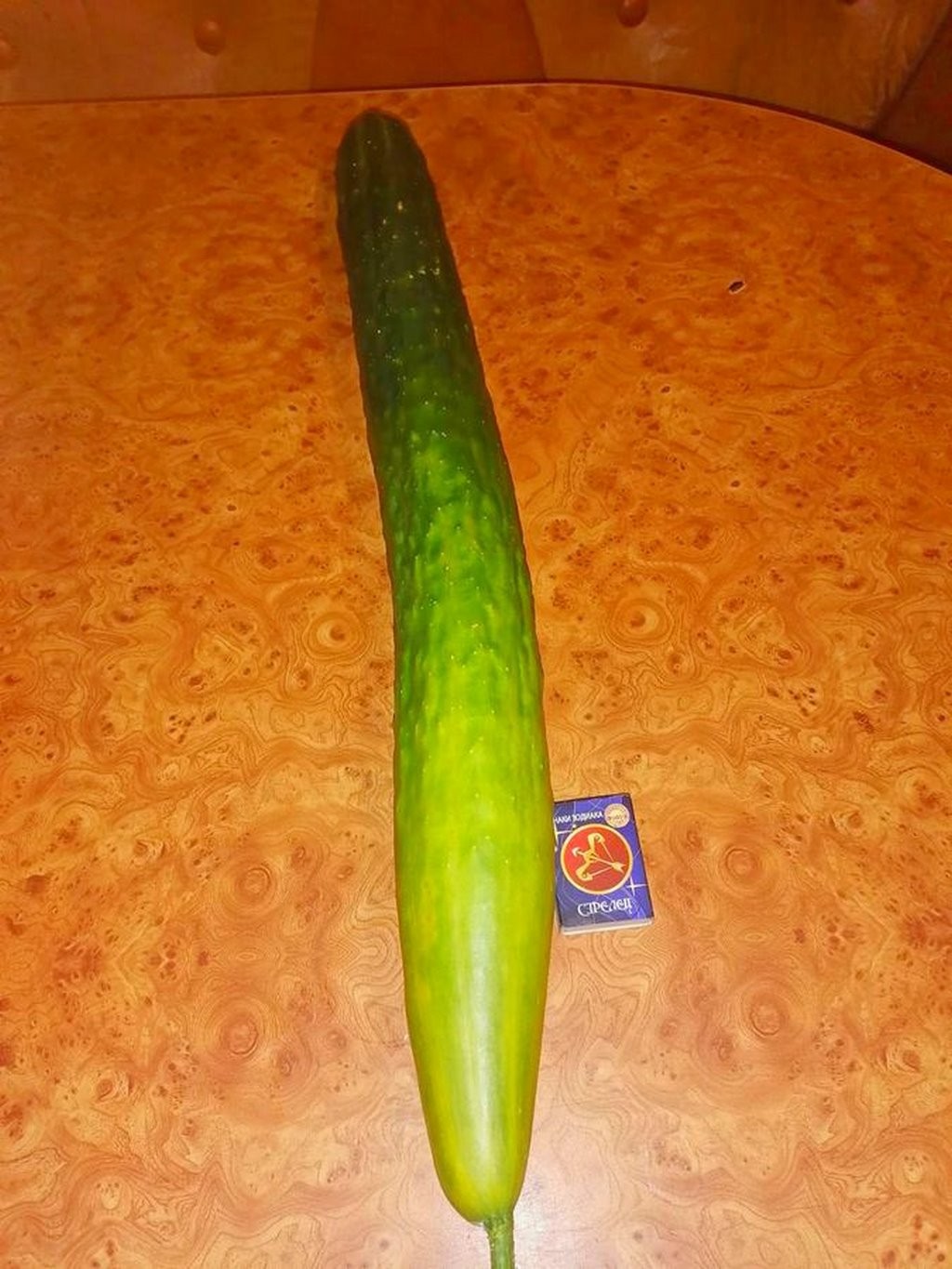 Огурец-гигант вырос в Каменецком районе