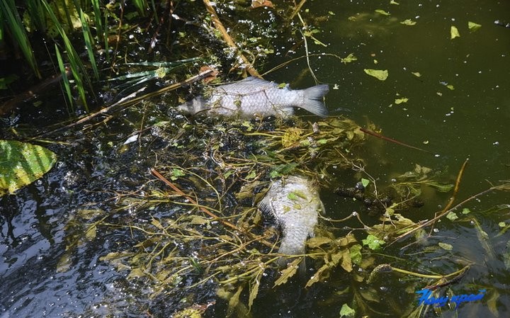 В Барановичах на Мышанке всплывает мертвая рыба. Что там происходит?