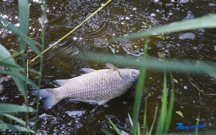 В Барановичах на Мышанке всплывает мертвая рыба. Что там происходит?
