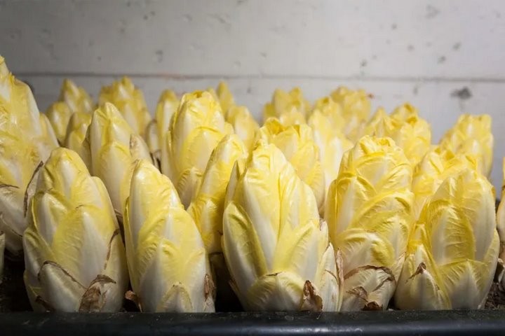 Через «Козловичи» везли 20 тонн зелени по недействительным документам