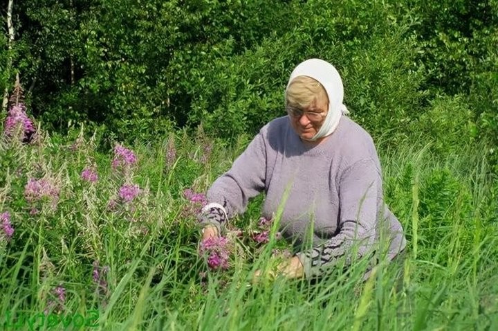 Деньги из трав. Можно ли заработать на лекарственных растениях?