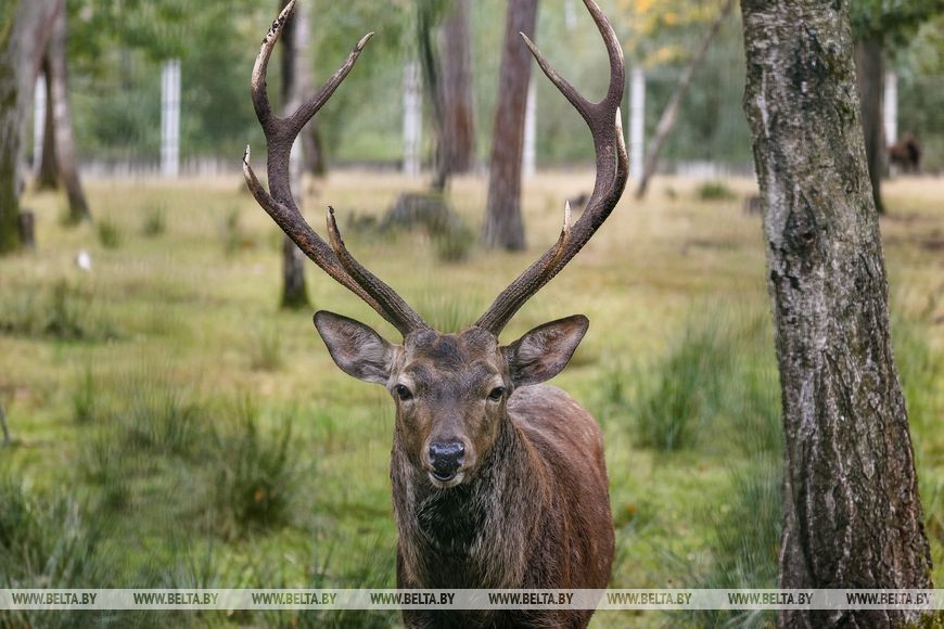 Рев оленей и бардовские песни у костра: послушать осень позвали туристов в Беловежской пуще