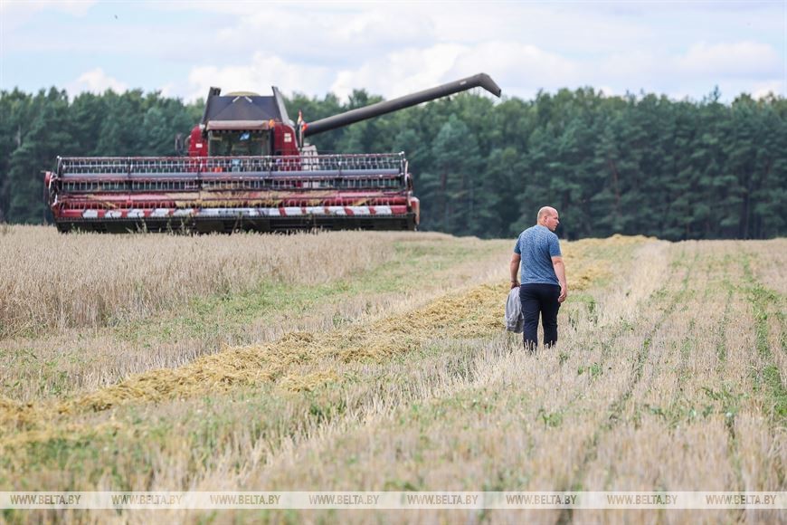В Пружанском районе идет жатва. 