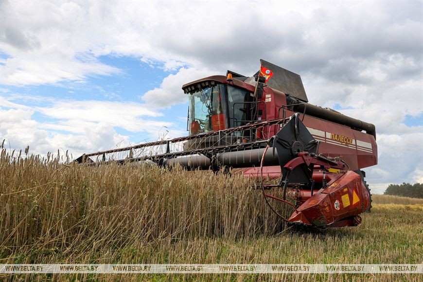 В Пружанском районе идет жатва. 