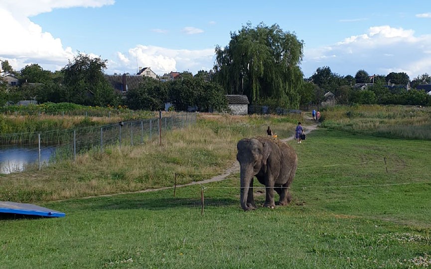 В Барановичах по улице гулял... слон!