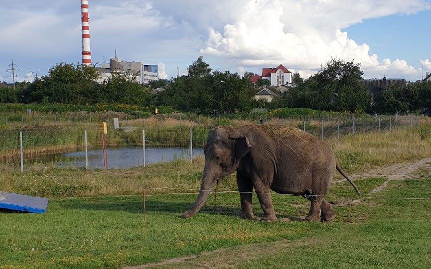 В Барановичах по улице гулял... слон!
