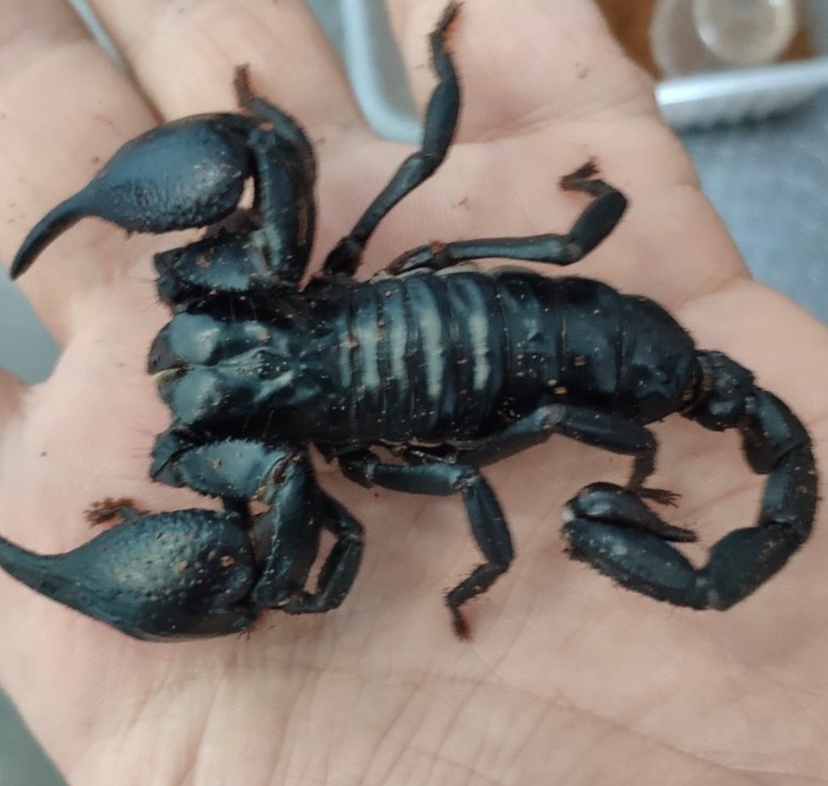 Нашествие пауков-гигантов, скорпионов, ящериц и тарантулов в Бресте. Приходи на выставку «Опасные и прекрасные» в кинотеатре «Беларусь»