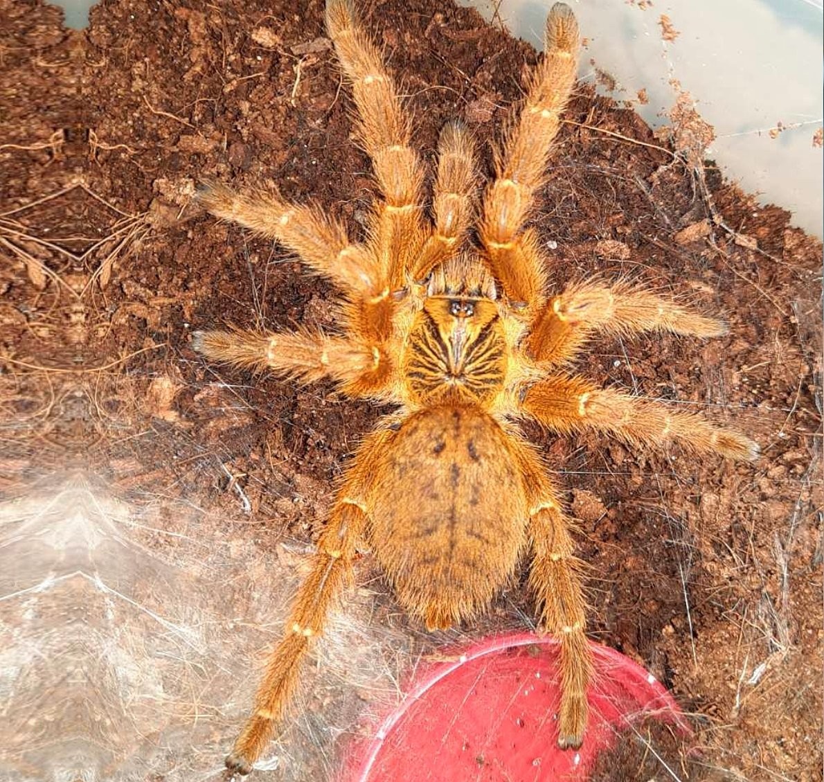 Нашествие пауков-гигантов, скорпионов, ящериц и тарантулов в Бресте. Приходи на выставку «Опасные и прекрасные» в кинотеатре «Беларусь»