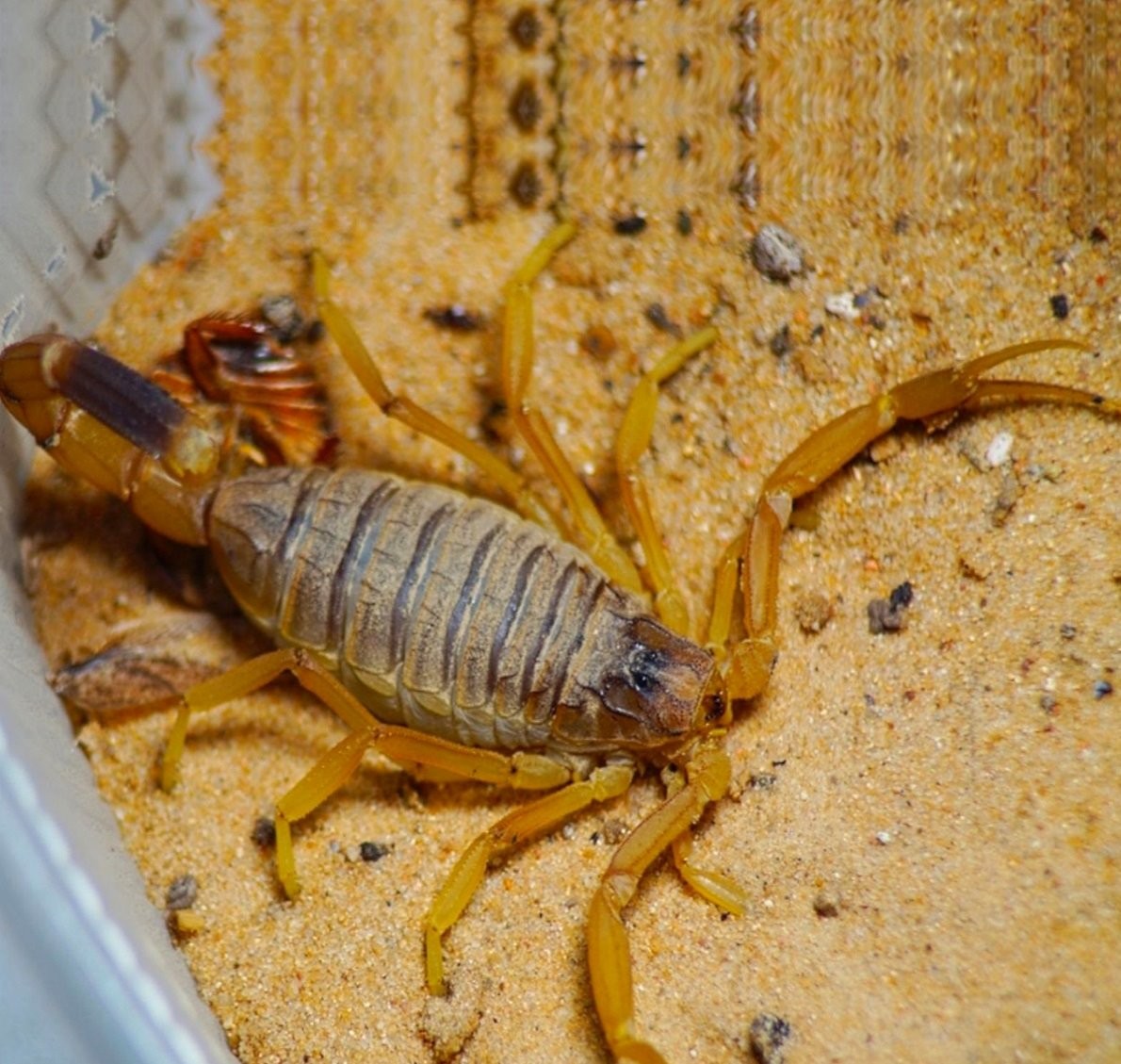 Нашествие пауков-гигантов, скорпионов, ящериц и тарантулов в Бресте. Приходи на выставку «Опасные и прекрасные» в кинотеатре «Беларусь»