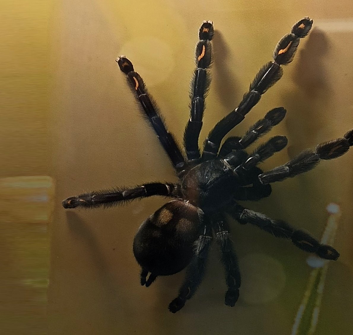 Нашествие пауков-гигантов, скорпионов, ящериц и тарантулов в Бресте. Приходи на выставку «Опасные и прекрасные» в кинотеатре «Беларусь»