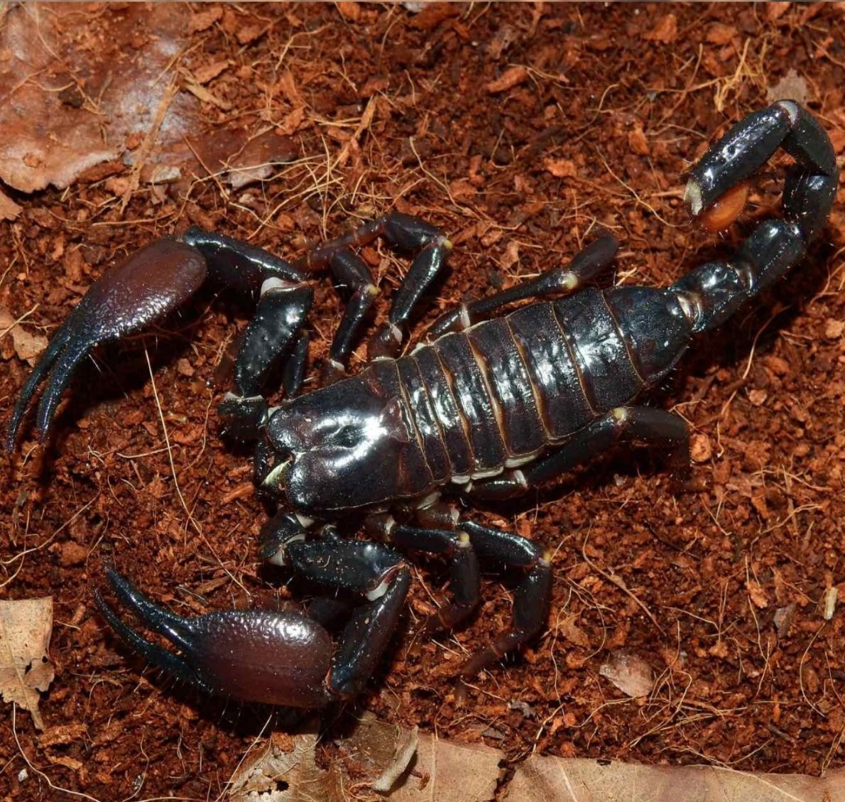 Нашествие пауков-гигантов, скорпионов, ящериц и тарантулов в Бресте. Приходи на выставку «Опасные и прекрасные» в кинотеатре «Беларусь»