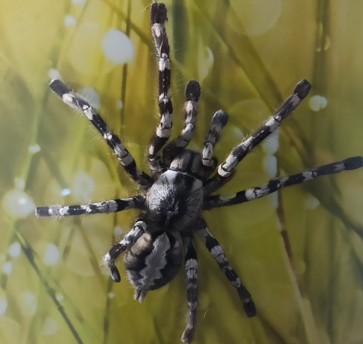 Нашествие пауков-гигантов, скорпионов, ящериц и тарантулов в Бресте. Приходи на выставку «Опасные и прекрасные» в кинотеатре «Беларусь»