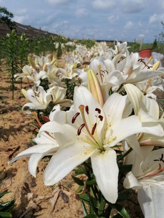 Райский уголок с необычными лилиями и даже клубникой создала жительница Бреста