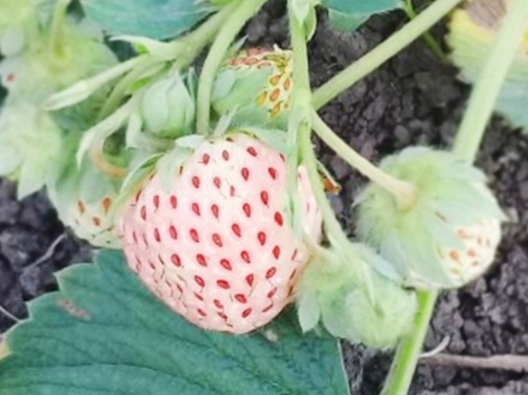 Райский уголок с необычными лилиями и даже клубникой создала жительница Бреста