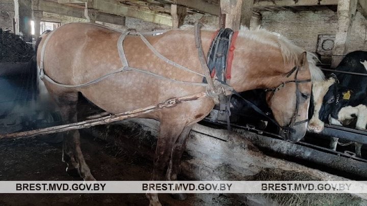 Конокрад в Ляховичах едва не погиб под копытами от своей добычи