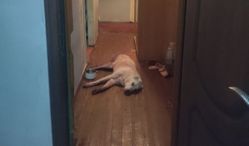 В Брестском районе пьяный мужчина убил собаку, защищавшую хозяйку