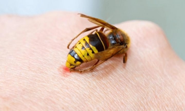 В Беларуси пенсионерка умерла от укусов ос