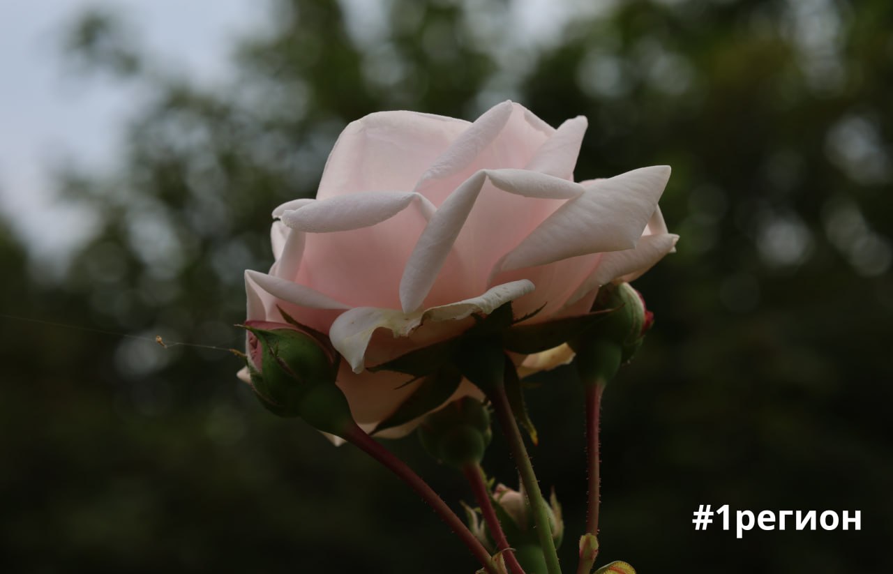 Сад в Бресте, где собрана флора со всех уголков планеты