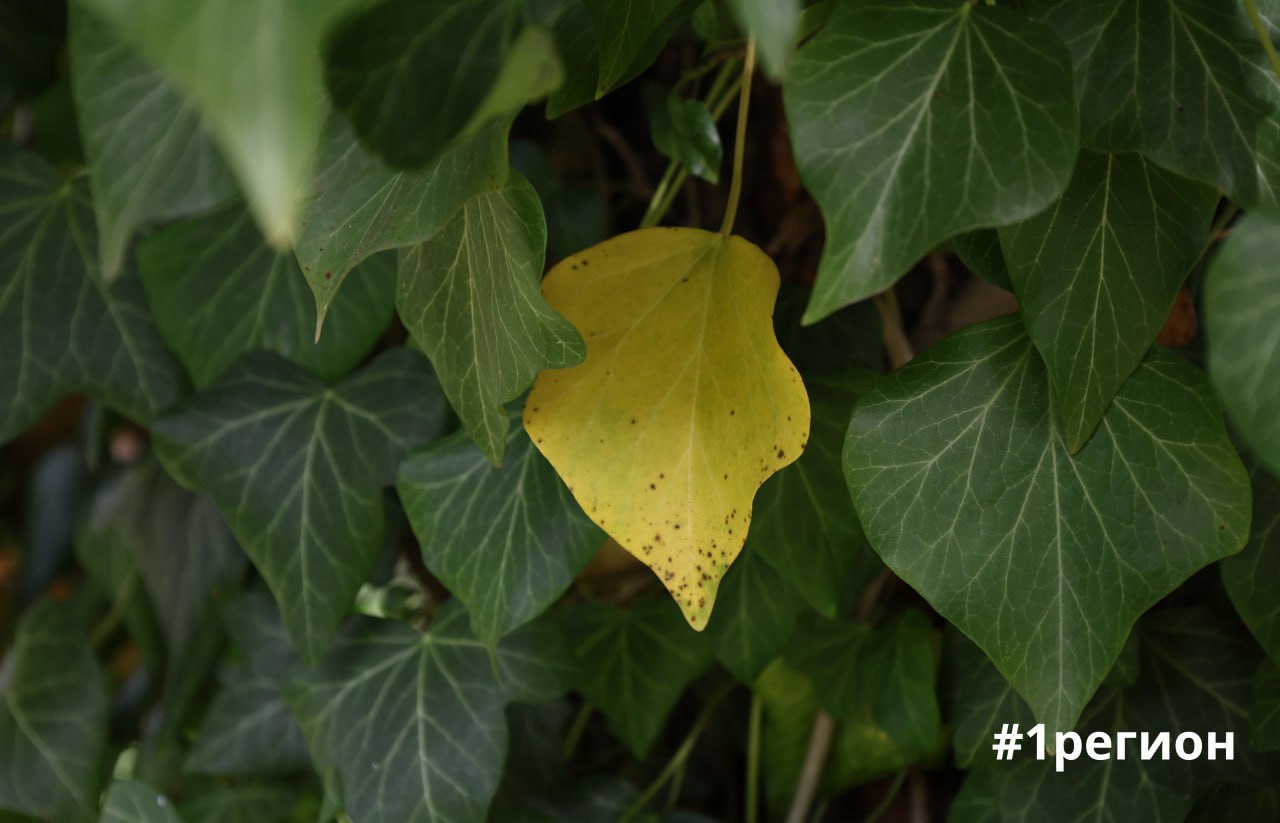 Сад в Бресте, где собрана флора со всех уголков планеты