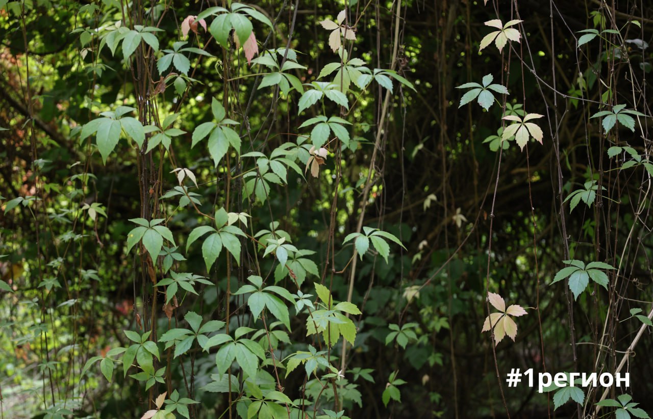 Сад в Бресте, где собрана флора со всех уголков планеты