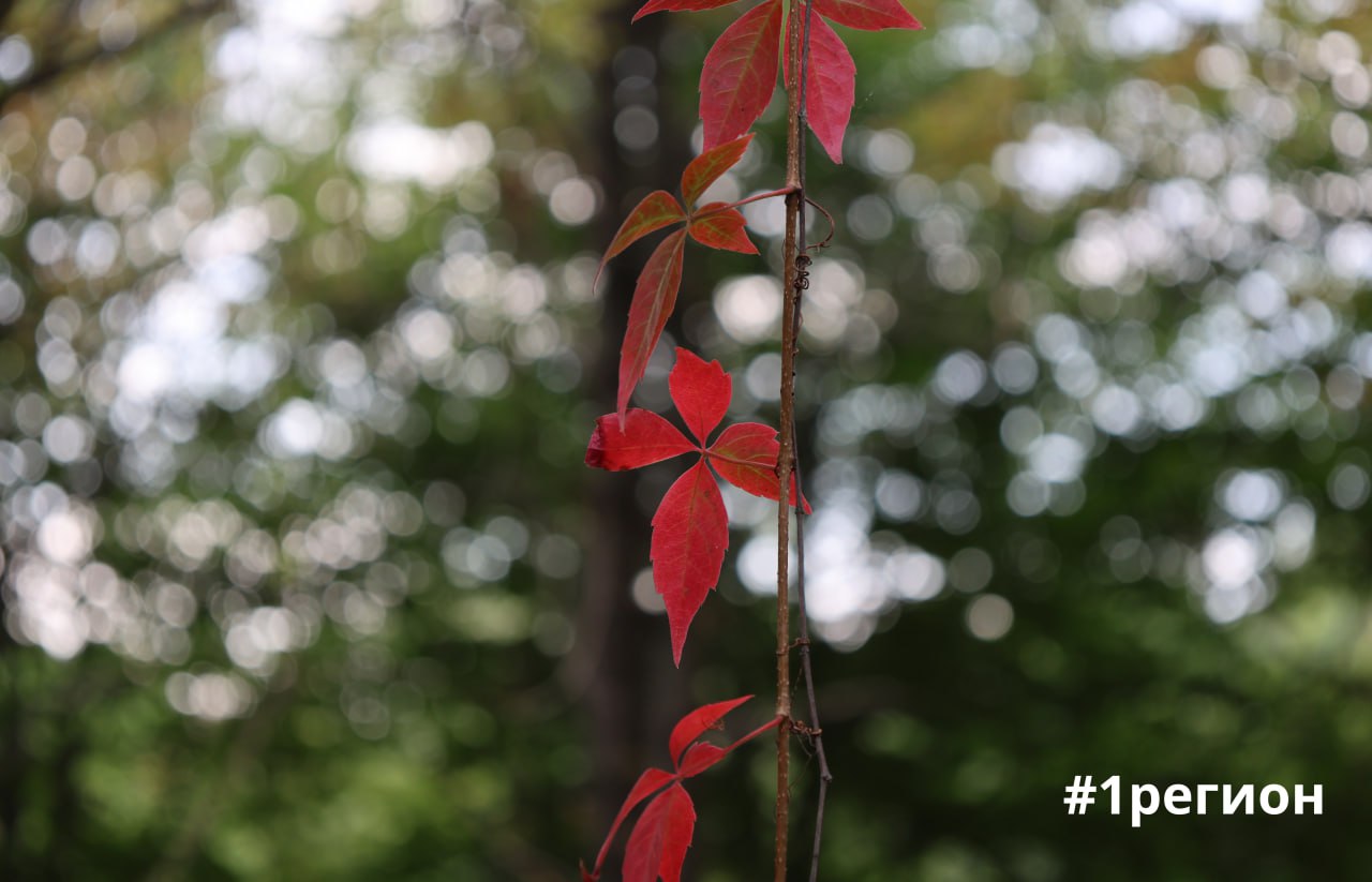 Сад в Бресте, где собрана флора со всех уголков планеты