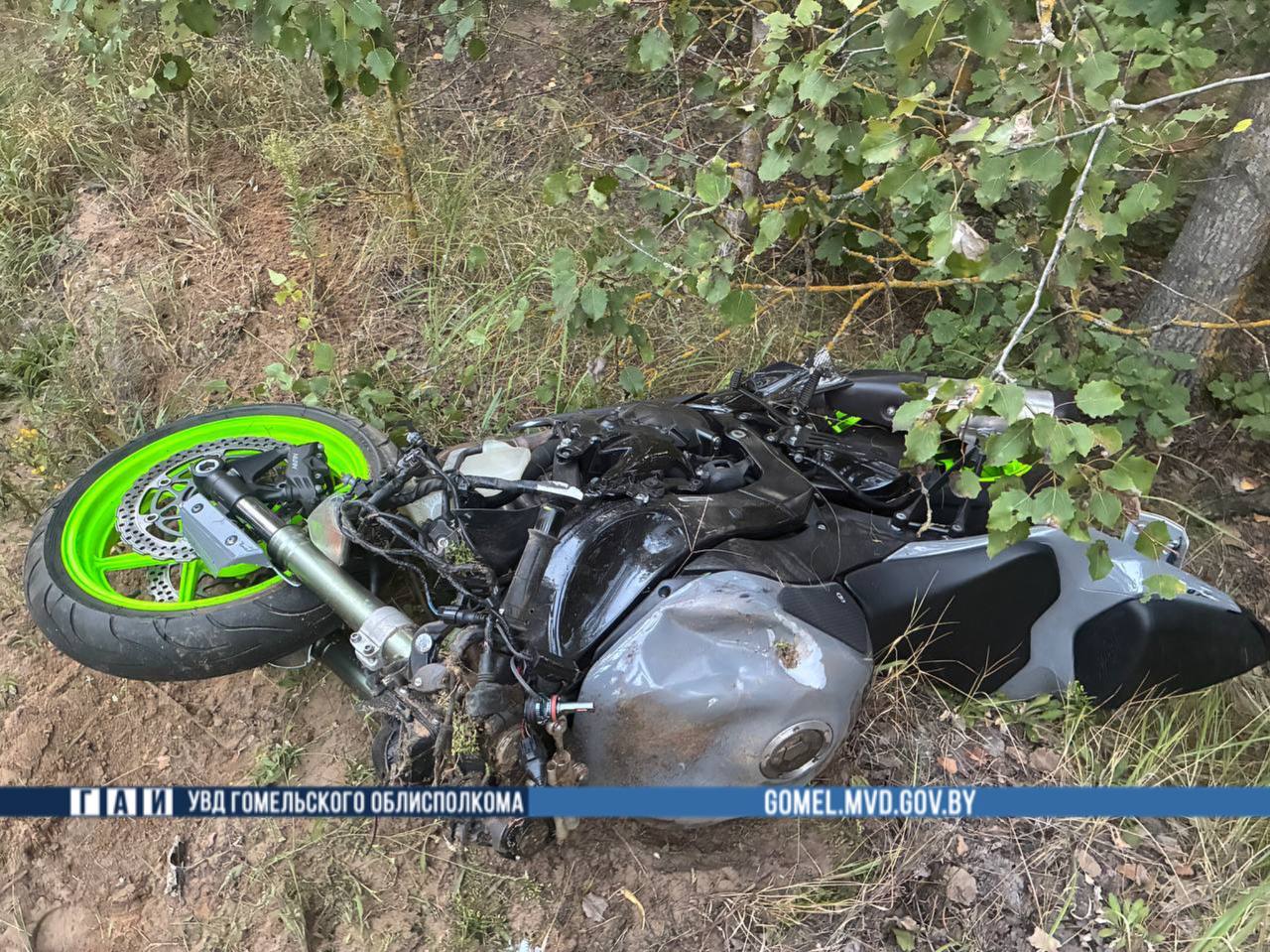 В Беларуси мотоциклист погиб в результате наезда на лося