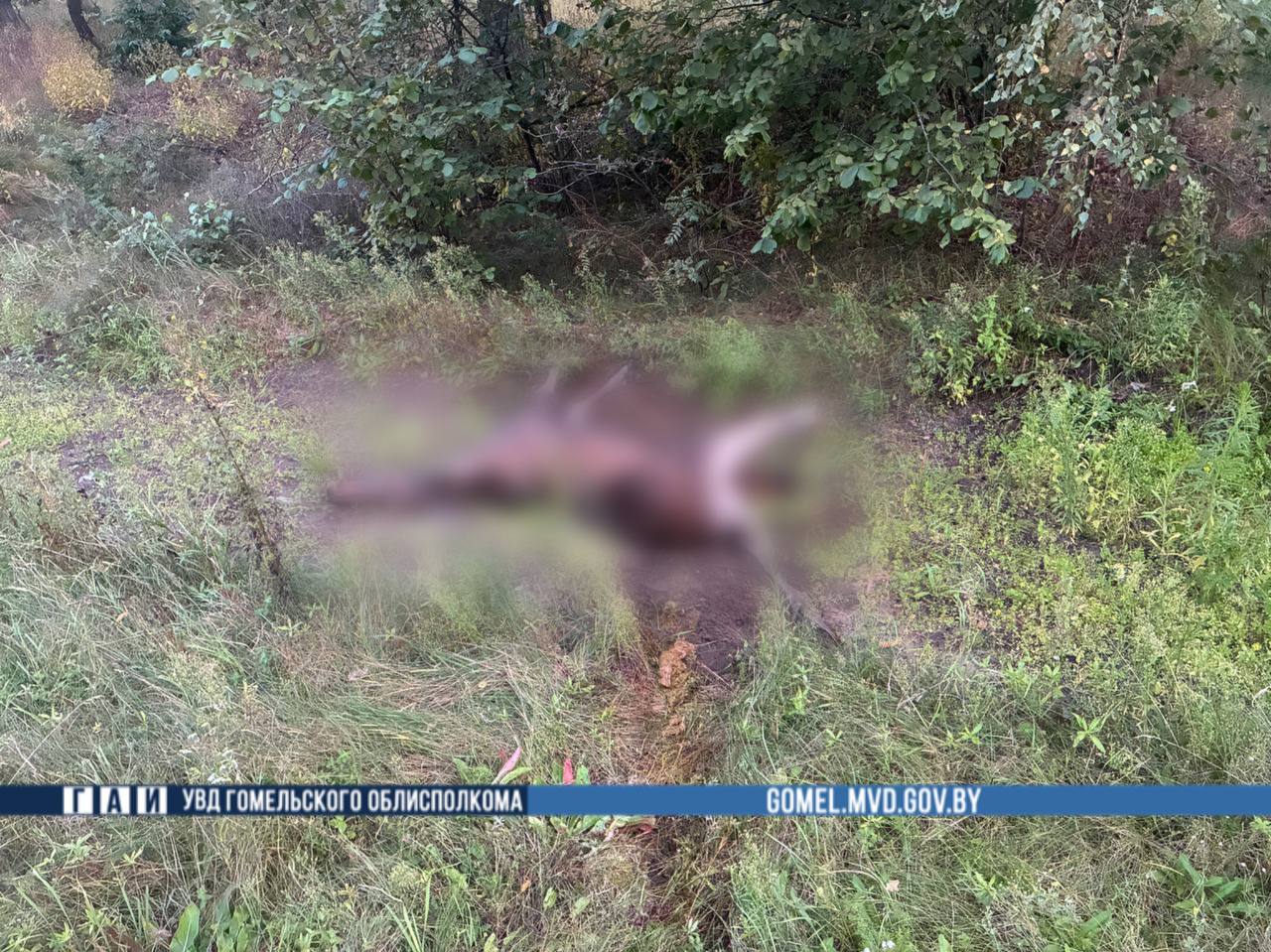 В Беларуси мотоциклист погиб в результате наезда на лося