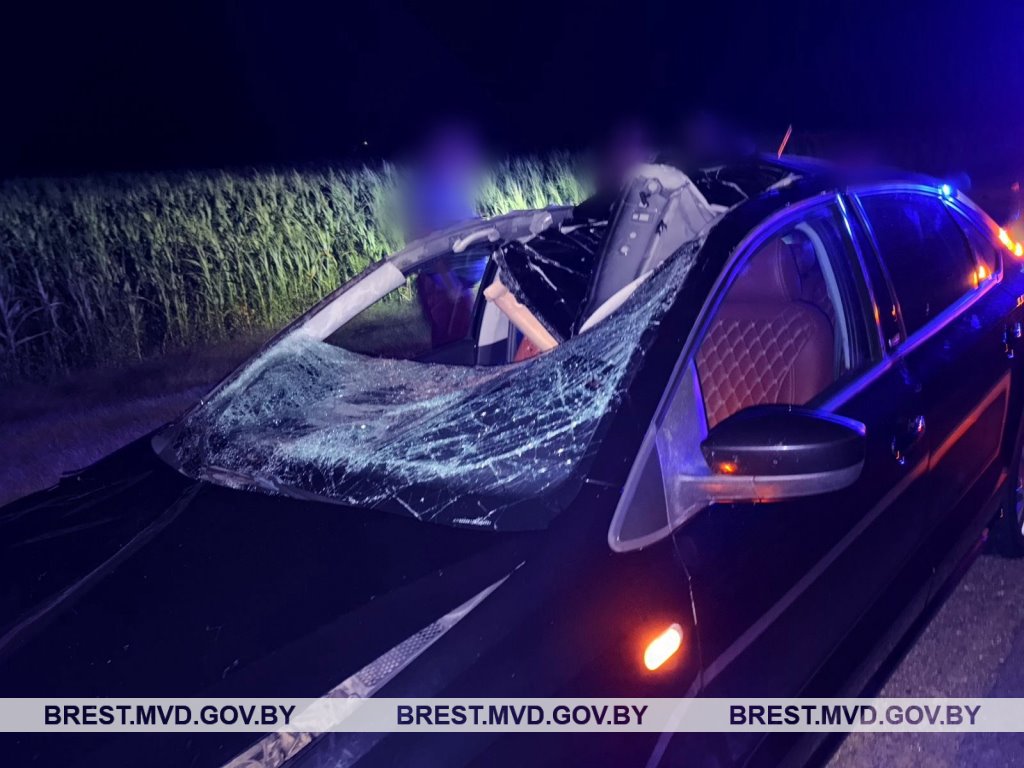 В Ивановском районе автомобиль сбил лося