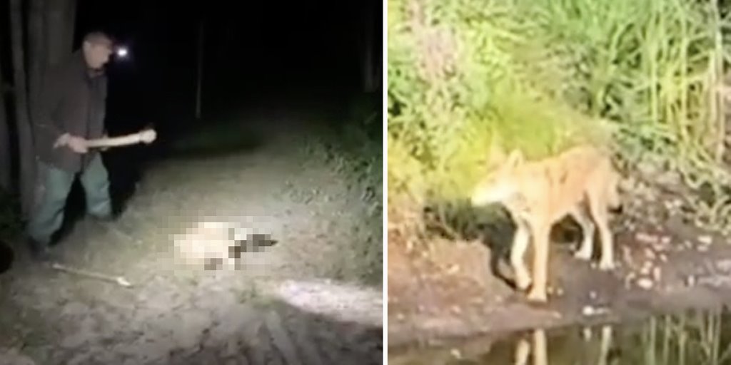 Скандал с убийством волка в Брестской области