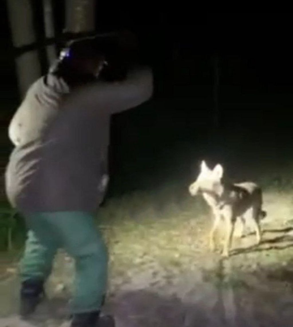 Скандал с убийством волка в Брестской области