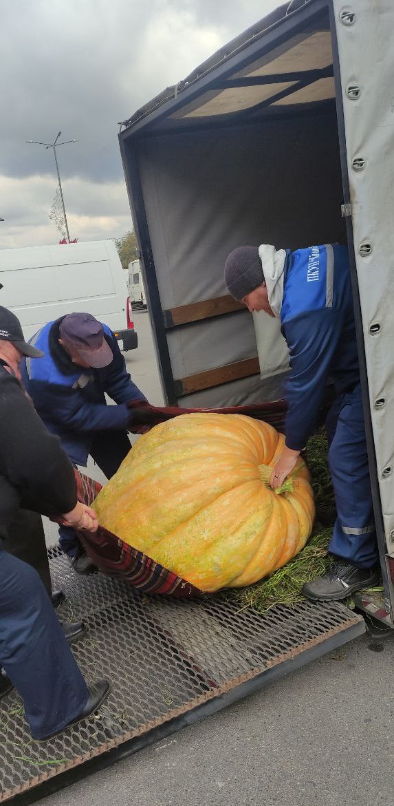 Тыква-рекордсменка весом 230 кг прибыла на брестскую ярмарку — видео
