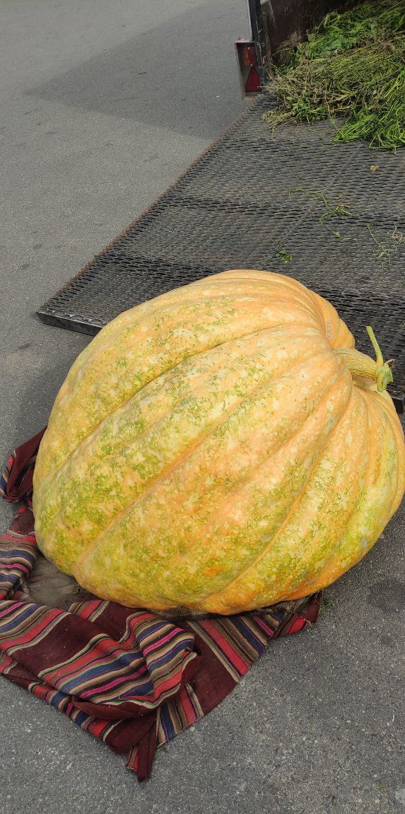 Тыква-рекордсменка весом 230 кг прибыла на брестскую ярмарку — видео