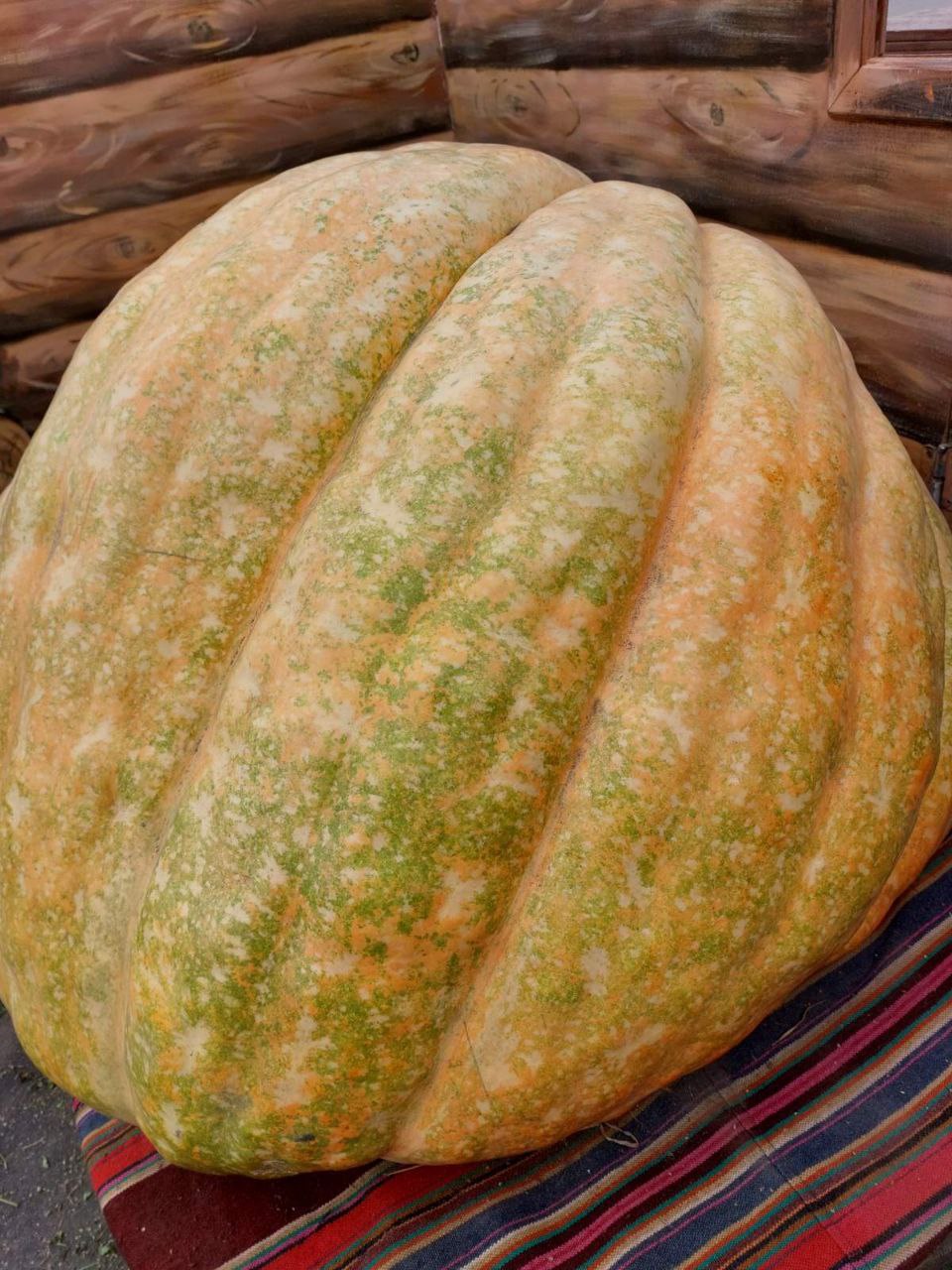 Тыква-рекордсменка весом 230 кг прибыла на брестскую ярмарку — видео