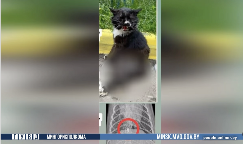 Белорус выстрелил в кота из пневматической винтовки. Что решил суд?