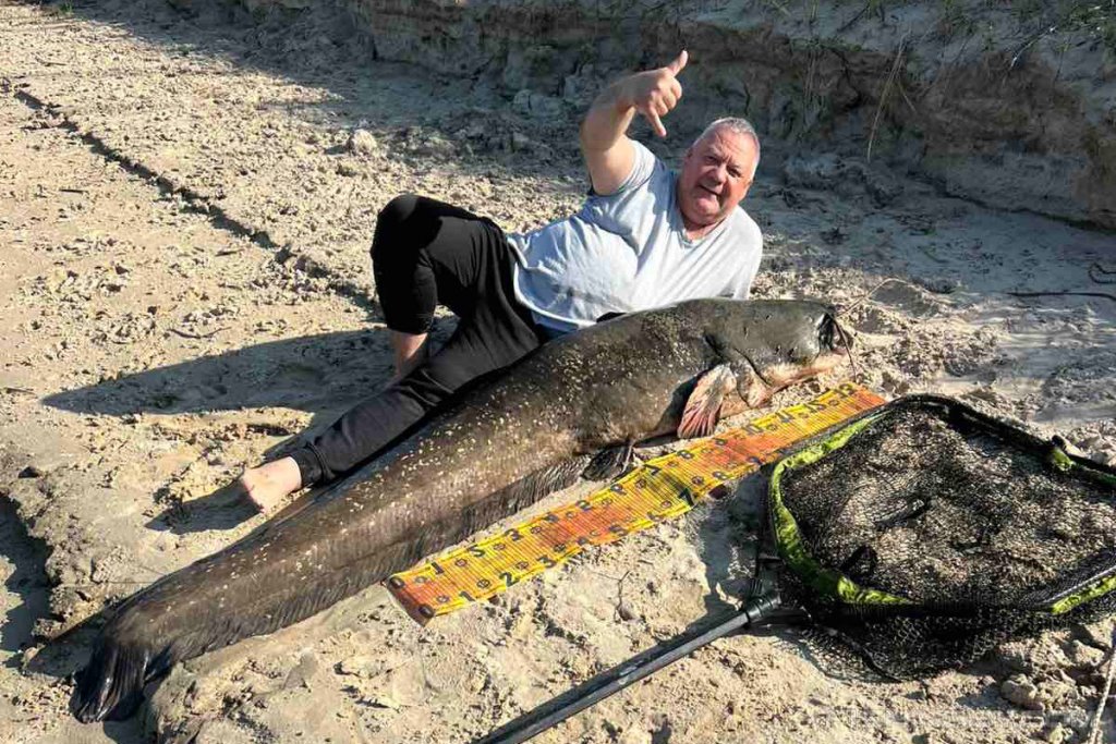 В Беларуси рыбак выловил гигантского сома