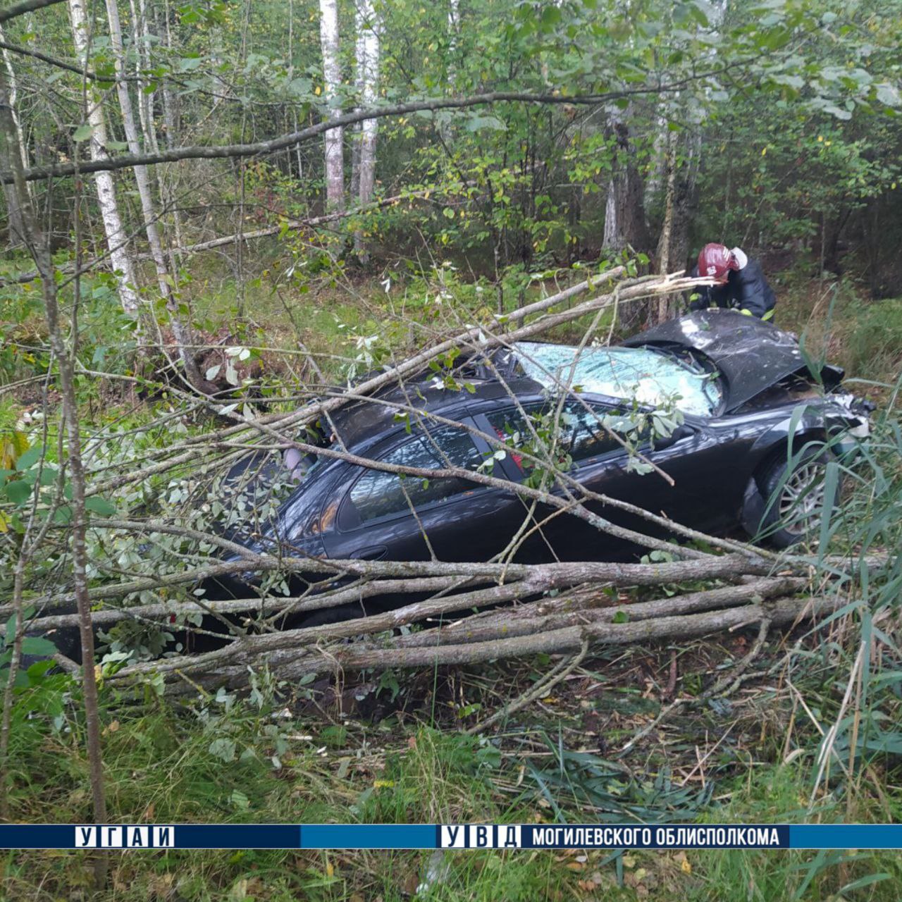 В Беларуси легковушка столкнулась с выбежавшим на дорогу лосем, водитель погибла