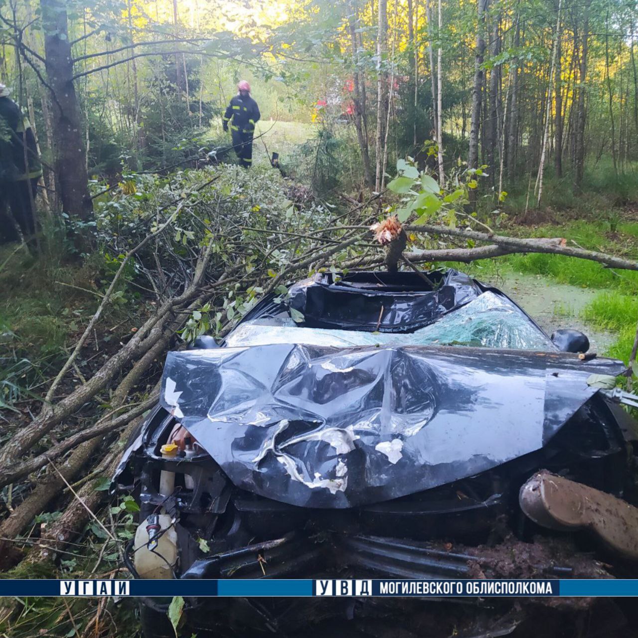 В Беларуси легковушка столкнулась с выбежавшим на дорогу лосем, водитель погибла